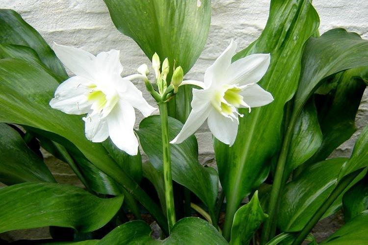 Амазонская лилия - Комнатные растения с сильным запахом