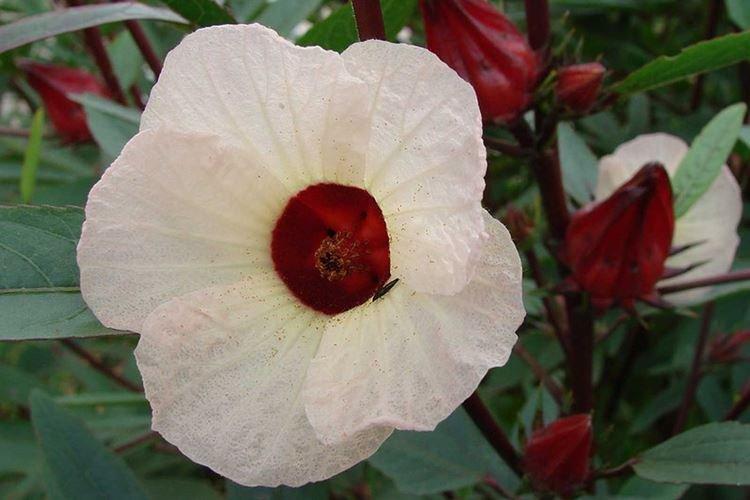 Суданская роза - Виды китайских роз