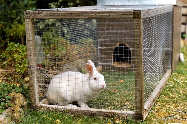 Требования к условиям содержания кроликов