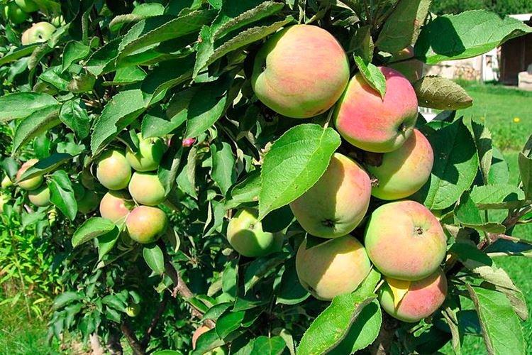 Описание и характеристики сорта - Колоновидная яблоня Президент