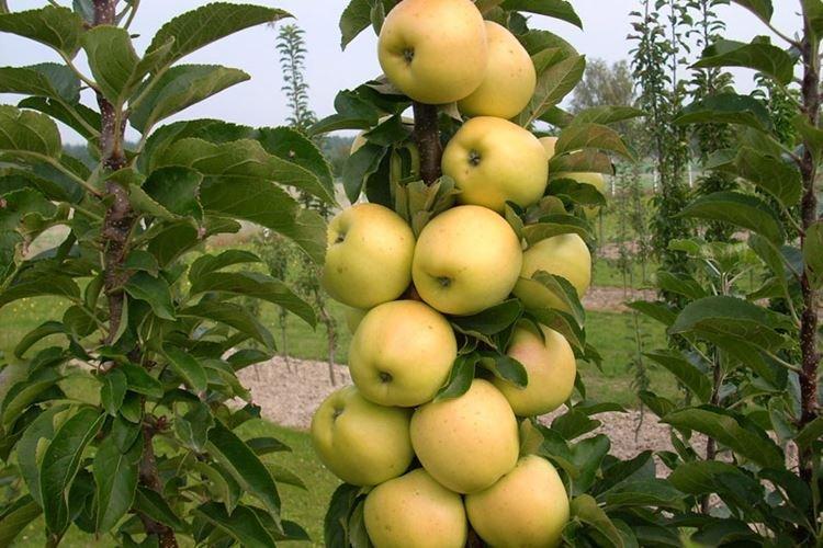 Медок - Сорта колоновидной яблони