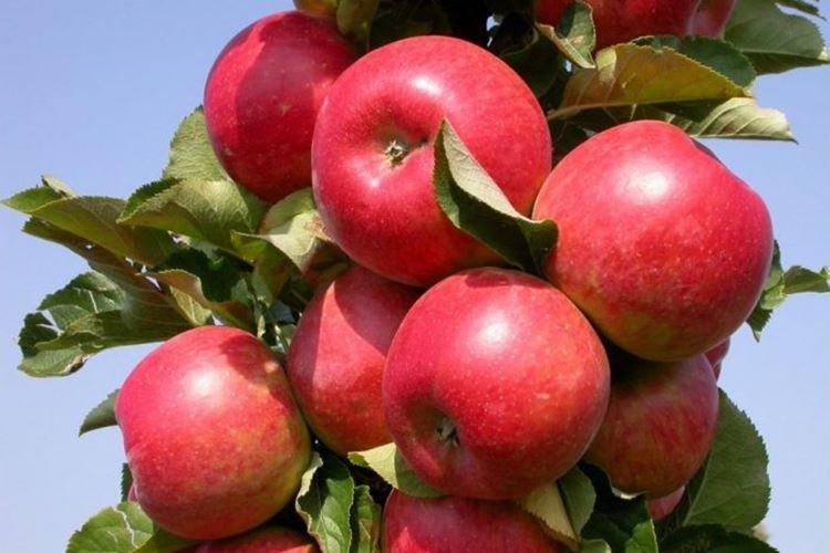 Останкино - Сорта колоновидной яблони