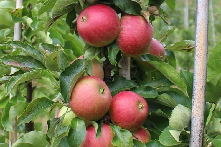 Васюган - Сорта колоновидной яблони