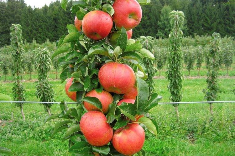 Червонец - Сорта колоновидной яблони