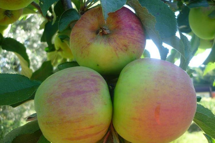 Подкормка и удобрения - Уход за колоновидной яблоней