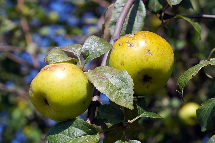 Болезни и вредители колоновидной яблони - как бороться