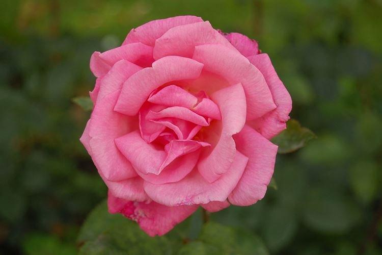 Розы Прима Балерина - Виды комнатных роз