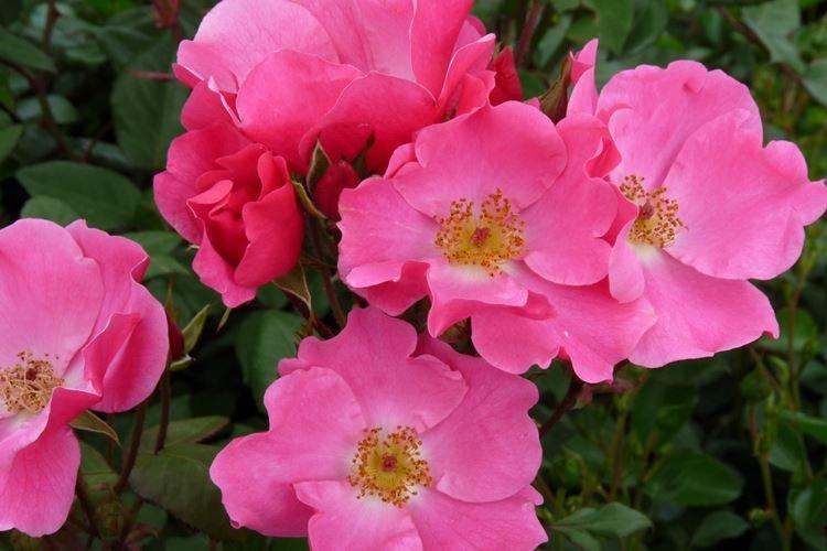 Полиантовые розы - Виды комнатных роз