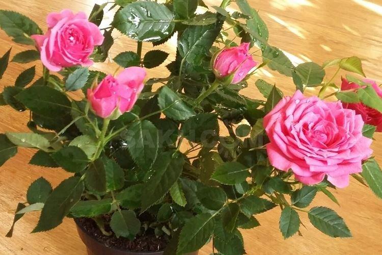 Роза Кордана - Виды комнатных роз