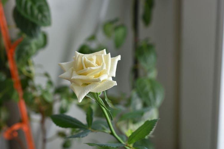 Комнатная роза - фото