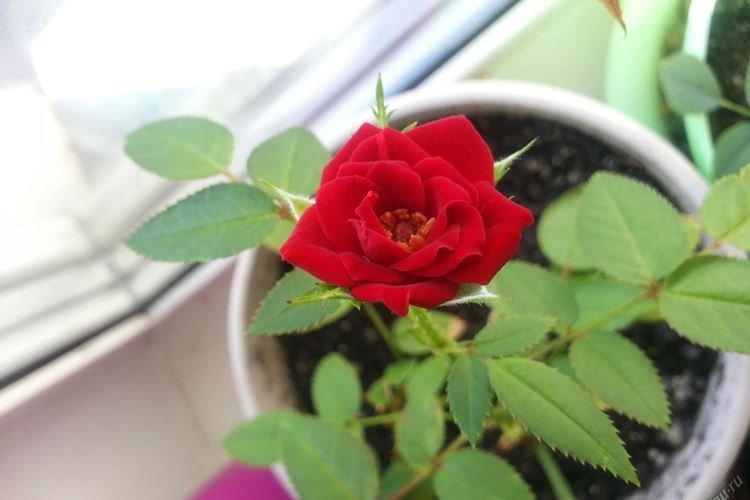 Комнатная роза - фото