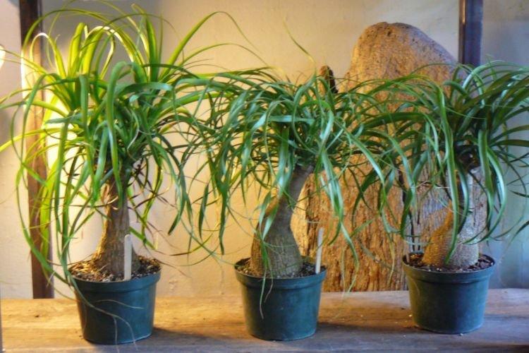 Нолина - Самые неприхотливые комнатные растения