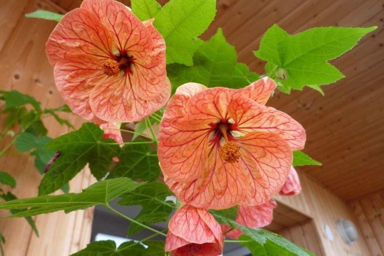 Абутилон - Комнатные растения цветущие круглый год