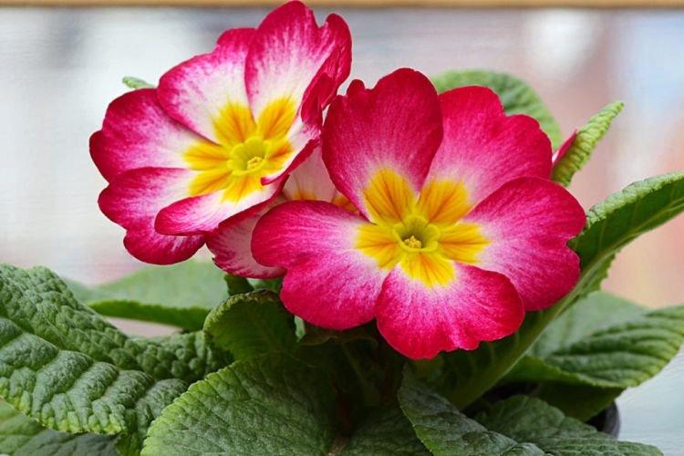 Примула - Комнатные растения цветущие круглый год