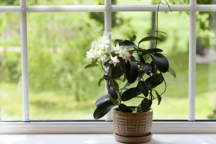 Жасмин - Комнатные растения цветущие круглый год