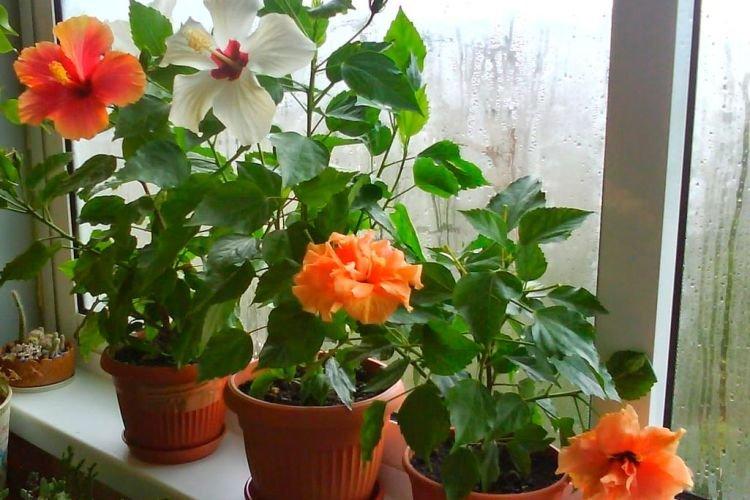 Гибискус - Комнатные растения для детей