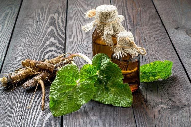 Для печени - Лечебные свойства корня лопуха Для печени - Лечебные свойства корня лопуха