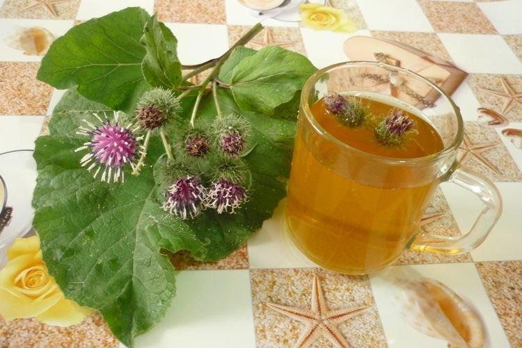 Корень лопуха для похудения Корень лопуха для похудения
