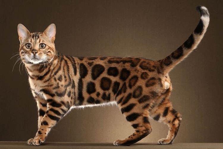 Бенгальская - Короткошерстные породы кошек