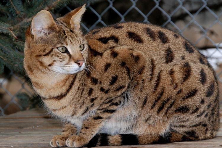 Саванна - Короткошерстные породы кошек