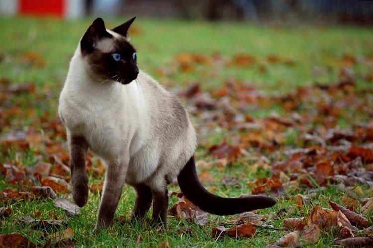 Сиамская - Короткошерстные породы кошек