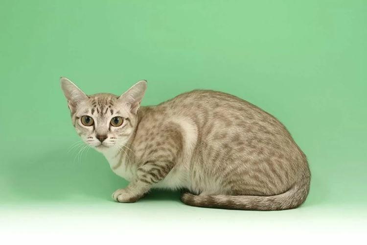 Азиатская табби - Короткошерстные породы кошек
