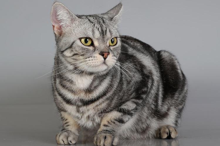 Американская короткошерстная - Короткошерстные породы кошек