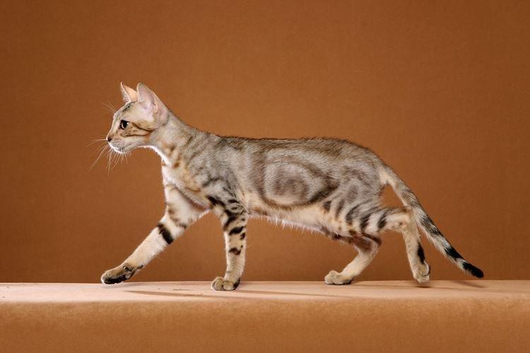 Сококе - Короткошерстные породы кошек