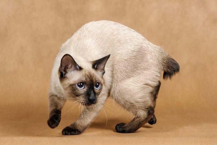 Меконгский бобтейл - Короткошерстные породы кошек