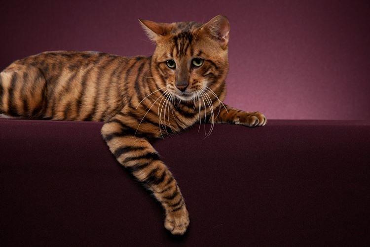 Тойгер - Короткошерстные породы кошек