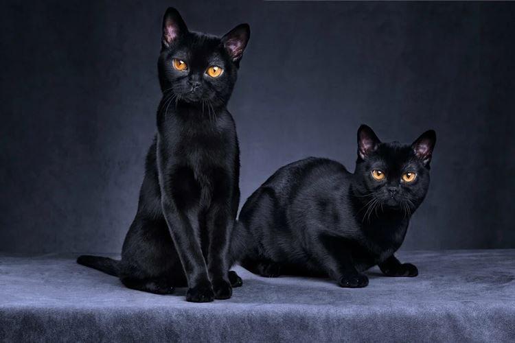 Бомбейская - Короткошерстные породы кошек