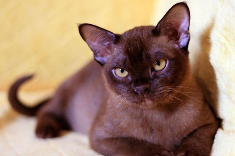 Бурманская - Короткошерстные породы кошек