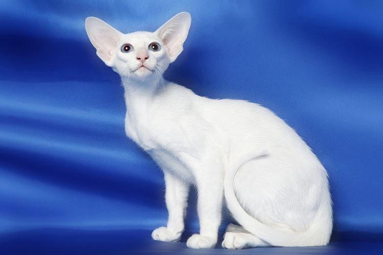 Форин вайт - Короткошерстные породы кошек