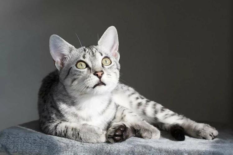 Египетская мау - Короткошерстные породы кошек