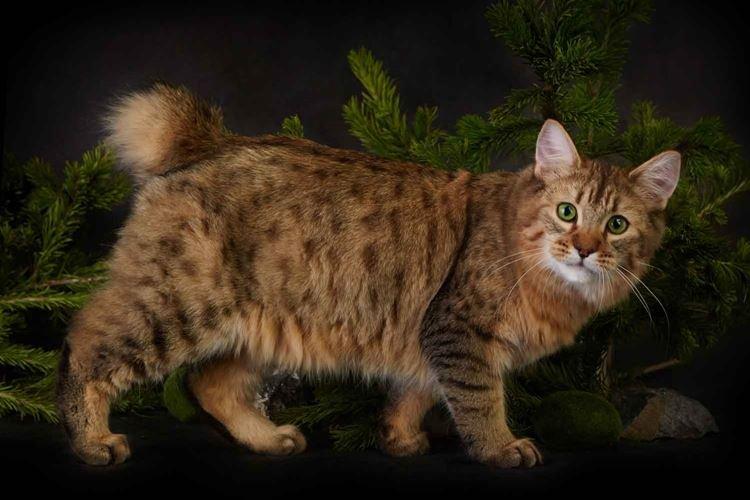 Пиксибоб - Короткошерстные породы кошек