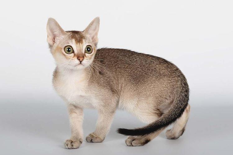 Сингапурская - Короткошерстные породы кошек