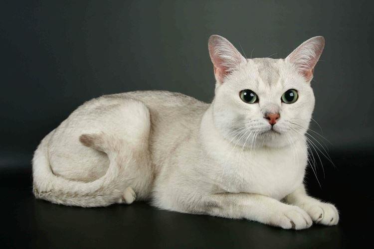 Короткошерстная бурмилла - Короткошерстные породы кошек
