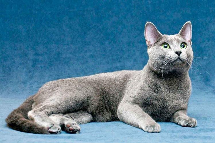 Русская голубая - Короткошерстные породы кошек