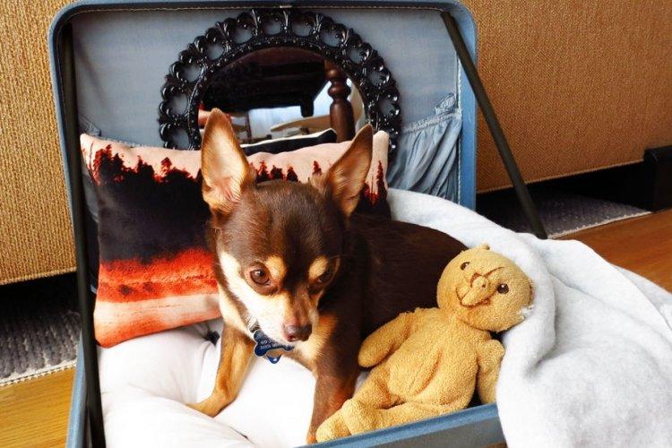 Лежанка из чемодана - Лежанка для собаки своими руками