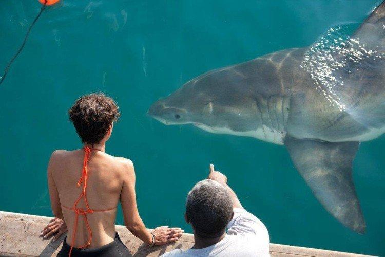 Заклинательница акул - Лучшие фильмы про акул