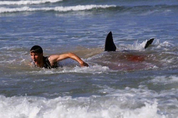 12 дней страха - Лучшие фильмы про акул