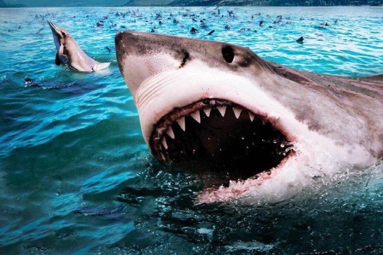 Дикая Южная Африка по следам белых акул - Лучшие фильмы про акул