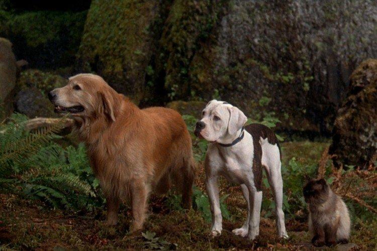 Дорога домой Невероятное путешествие - лучшие фильмы про собак