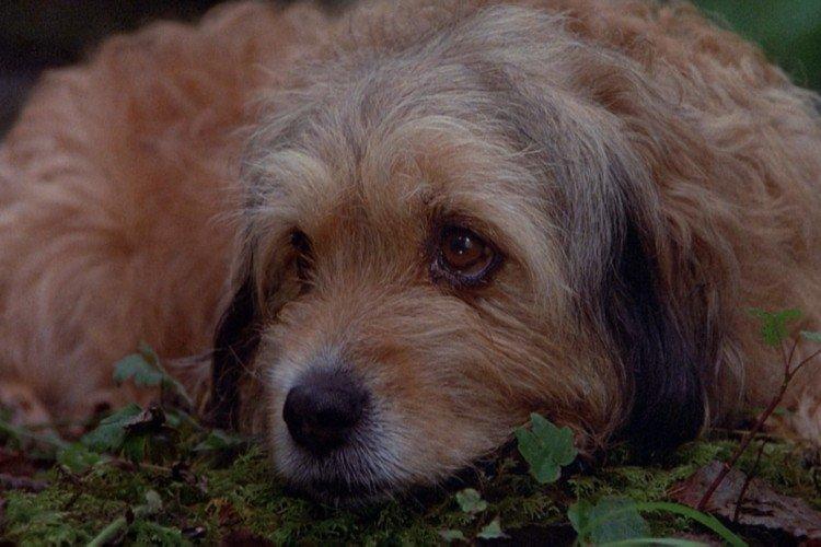 Погоня за Бенджи - лучшие фильмы про собак