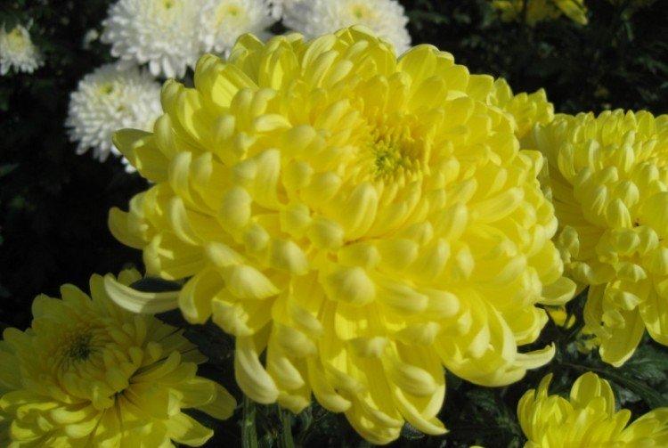 Хризантема лепесток и Фото, названия и описание (каталог)