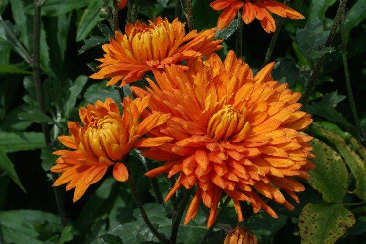 Апельсин - Популярные крупноцветковые сорта хризантем
