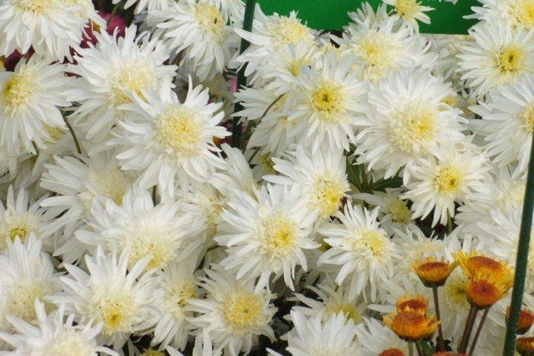 Хризантема лепесток и Фото, названия и описание (каталог)