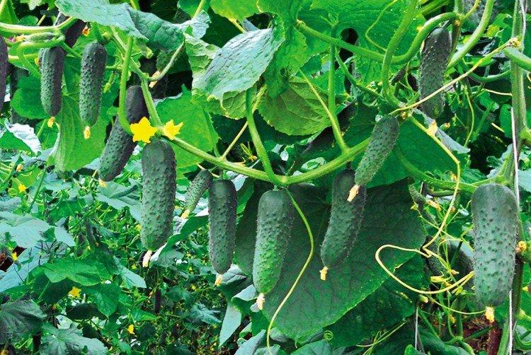 Гуннар - Самые высокоурожайные сорта огурцов для теплицы