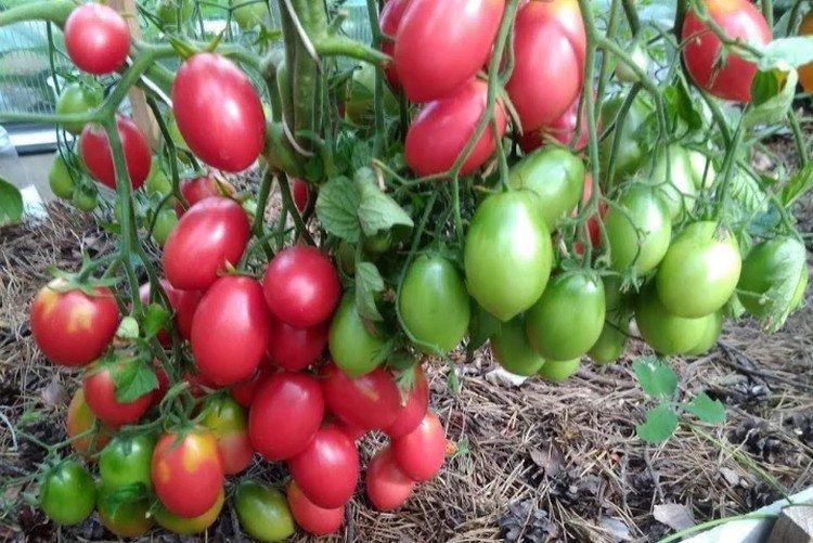 Изюм - Сорта томатов черри для теплиц