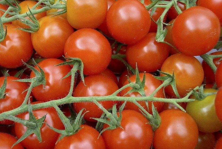 Дюймовочка - Сорта томатов черри для теплиц